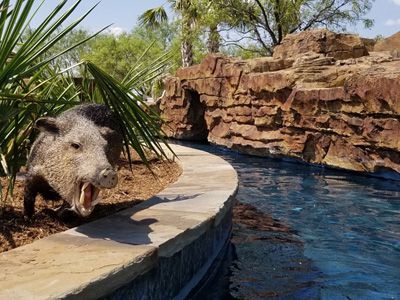 Zoo Exhibit Rockwork & Themed Environments 